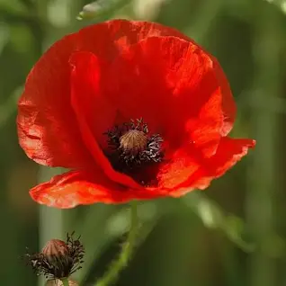 100 Years Ago, Poppies Became More Than Just Flowers